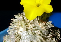 Pachypodium brevicaule