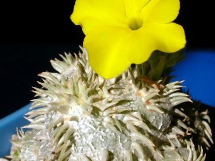 Pachypodium brevicaule