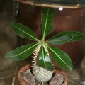 Pachypodium densiflorum