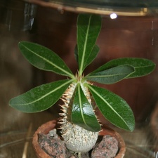 Pachypodium densiflorum