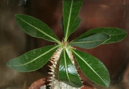 Pachypodium densiflorum
