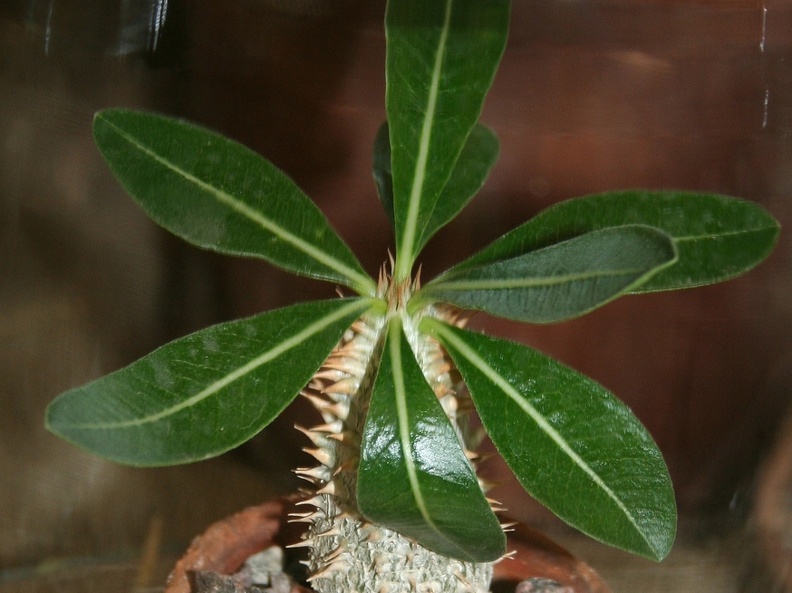 Pachypodium densiflorum