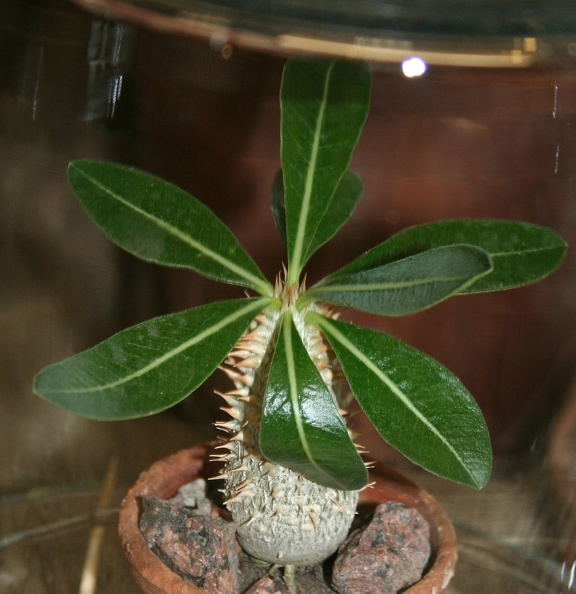 Pachypodium_densiflorum.JPG