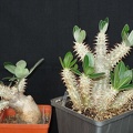 Pachypodium densiflorum  Smeyko FG