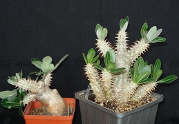 Pachypodium densiflorum  Smeyko FG