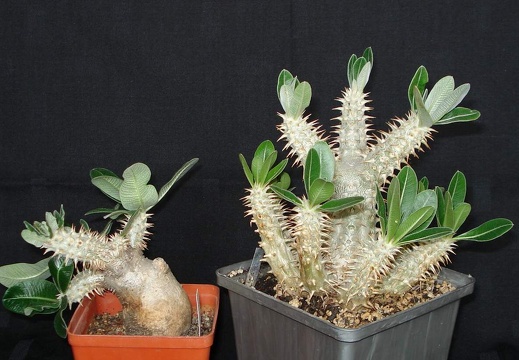 Pachypodium densiflorum  Smeyko FG