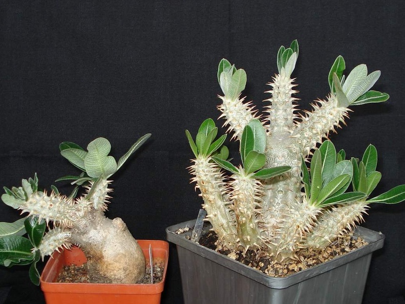 Pachypodium densiflorum  Smeyko FG