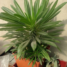 Pachypodium lamerei