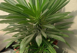 Pachypodium lamerei