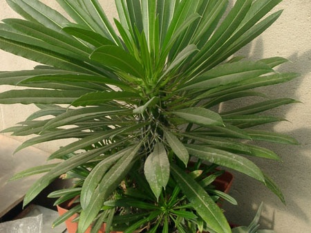 Pachypodium lamerei