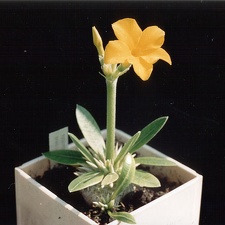 Pachypodium brevicaule