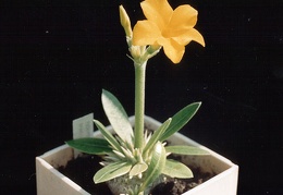 Pachypodium brevicaule