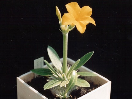 Pachypodium brevicaule