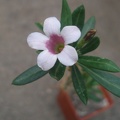 pachypodium bispinosum0