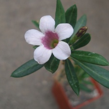 pachypodium bispinosum0