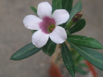 pachypodium bispinosum0