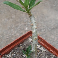 pachypodium bispinosum1