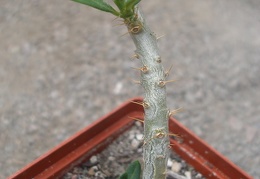 pachypodium bispinosum1