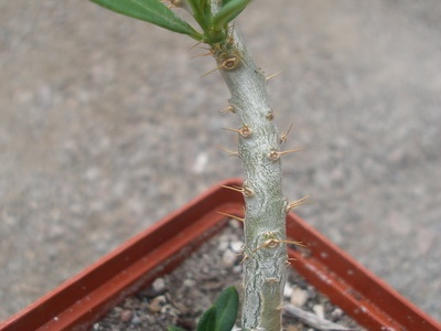 pachypodium bispinosum1