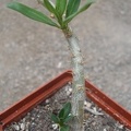 pachypodium_bispinosum1.jpg