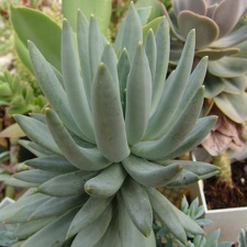 Pachyveria glauca