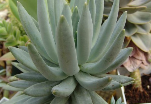 Pachyveria glauca