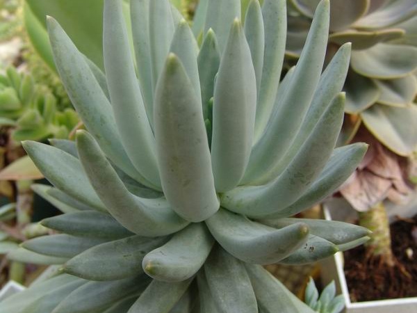 Pachyveria glauca