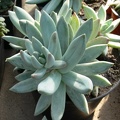 xPachyveria   Glauca