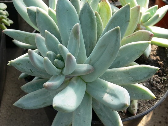 xPachyveria   Glauca