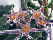 Piaranthus barrydalensis ES 3557