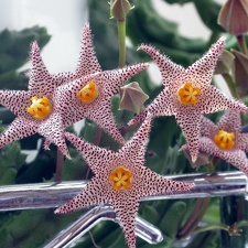 Piaranthus barrydalensis ES 3557