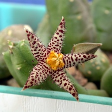 Piaranthus comptus ES-2331