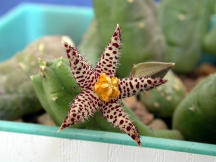 Piaranthus comptus ES-2331