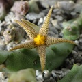 Piaranthus decorus