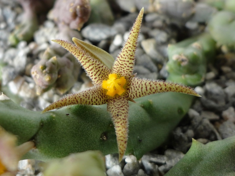Piaranthus decorus