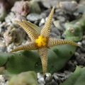Piaranthus_decorus.JPG