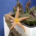 Piaranthus pillansii ES 3559