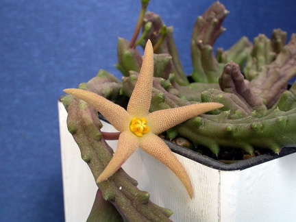 Piaranthus pillansii ES 3559