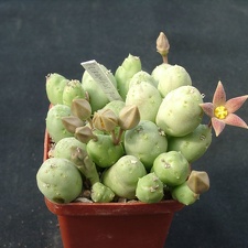 Piaranthus pulchelvus