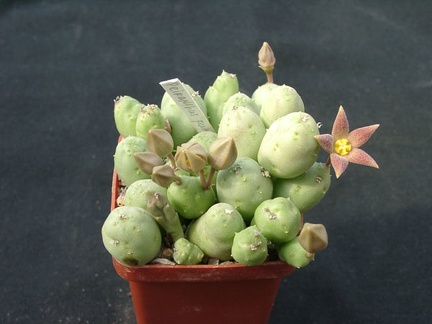 Piaranthus pulchelvus