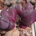 Pleiospilos nelii cv. 'Royal Flush'