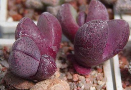 Pleiospilos nelii cv. 'Royal Flush'