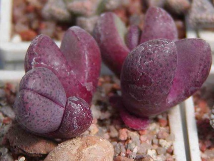 Pleiospilos nelii cv. 'Royal Flush'