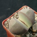 Pleiospilos nelii Royal Flesch
