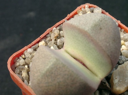 Pleiospilos nelii Royal Flesch