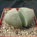 Pleiospilos neliii