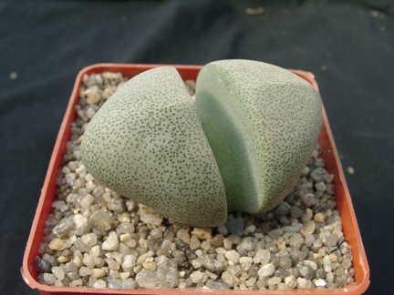 Pleiospilos neliii