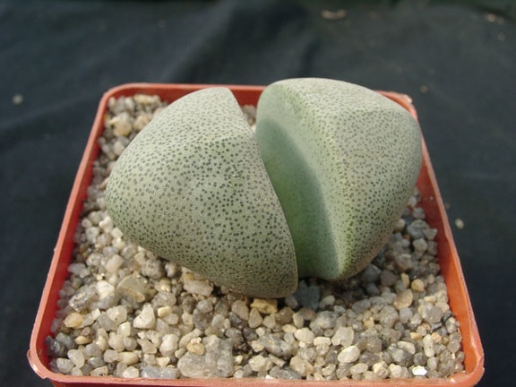 Pleiospilos neliii