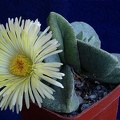 Pleiospilos simulans