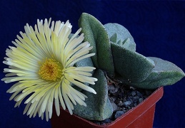 Pleiospilos simulans